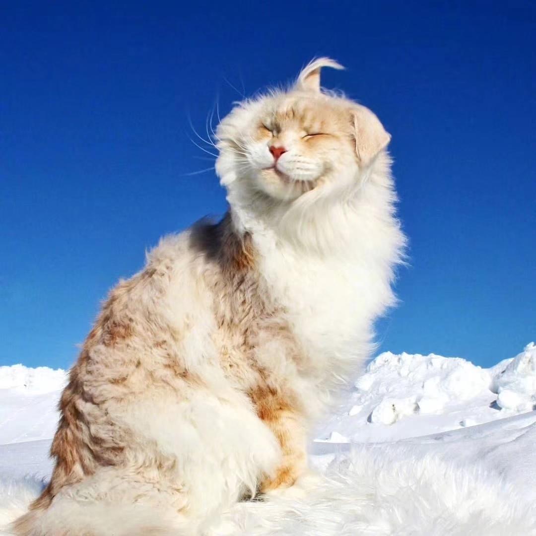 雪地里的萌猫，眯眼享受阳光的温暖