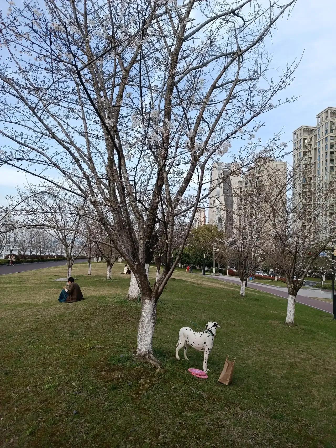 立秋了还是这么的热，小狗狗在路边吐着舌头散热，小朋友也穿起了花裙子。

傍晚时分