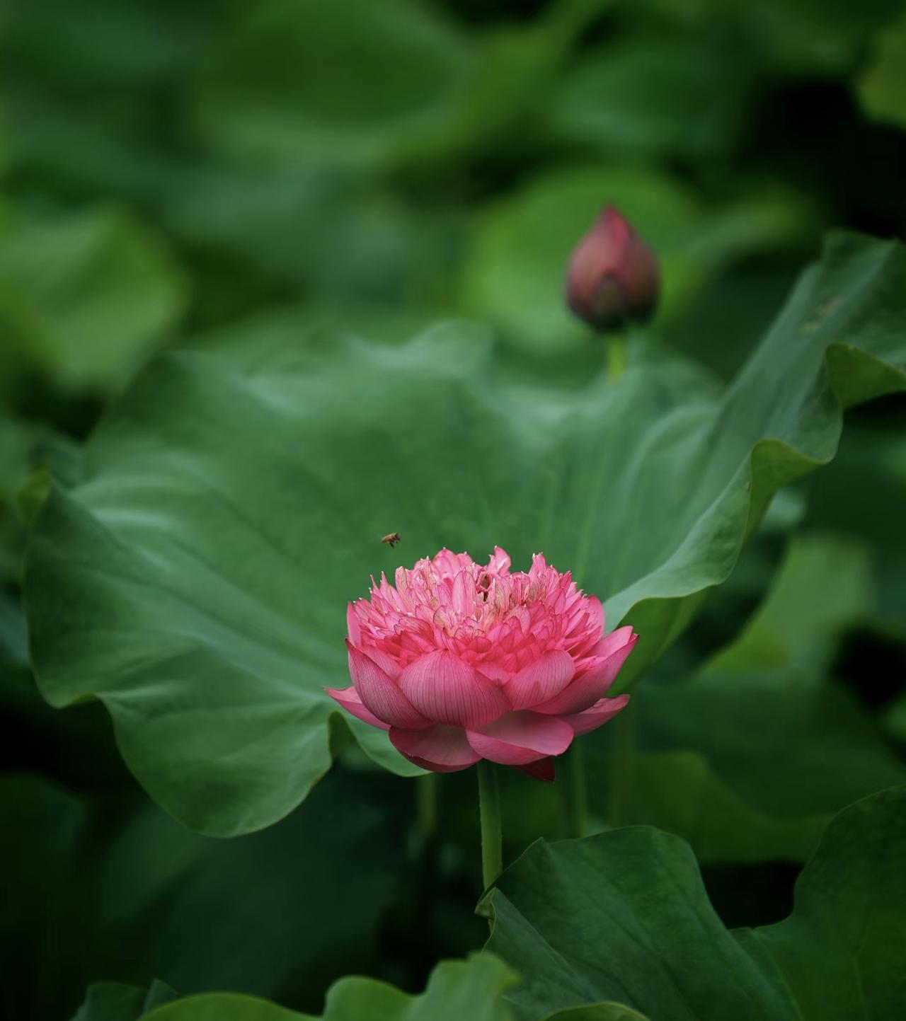 《荷花》
雨霁天青觅旧丛，游蜂蘸水点嫣红。
柔条刺破虚空影，劲节撑开碧落穹。
身