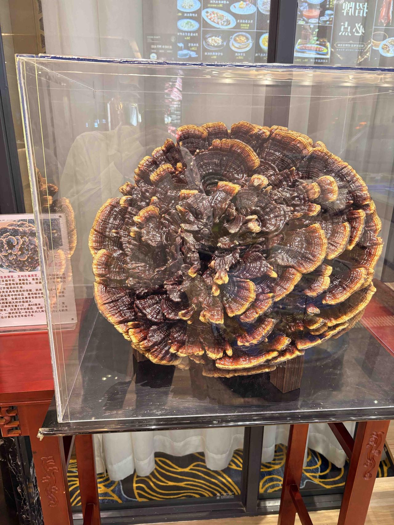 去吃饭的时候，看到那个前台有一个很大的灵芝在展示，
我问了一下服务员，这个要不要