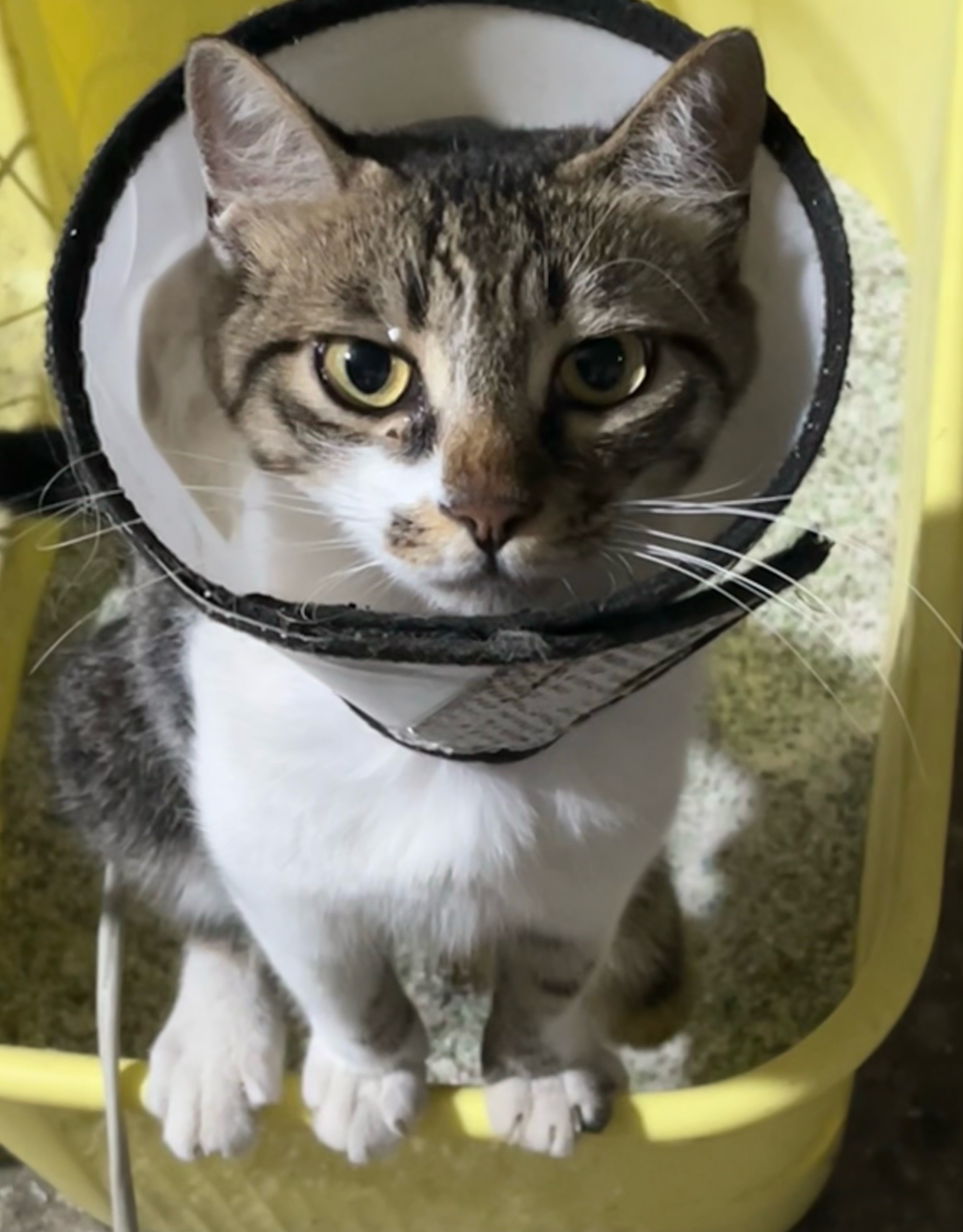 猫的很多行为是人类无法理解的，比如他为什么要金鸡独立💩长安日话