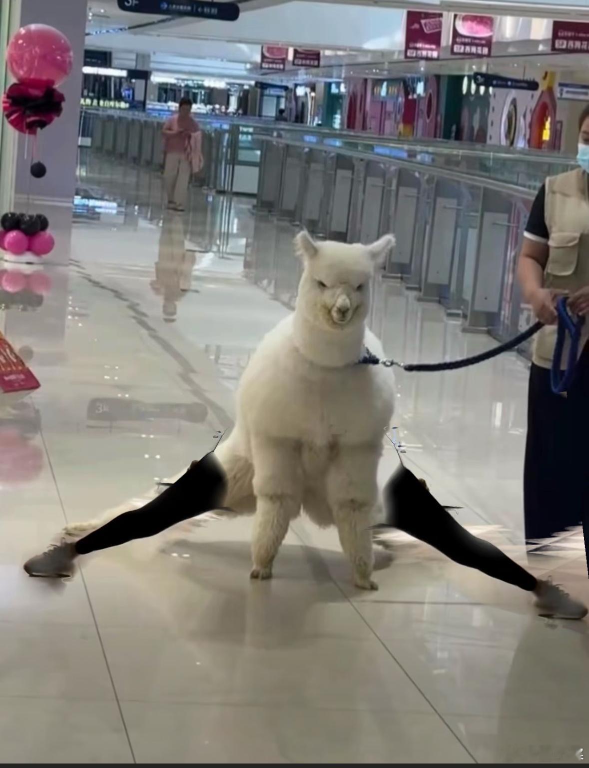 滑佗再世性感劈叉 ​​​