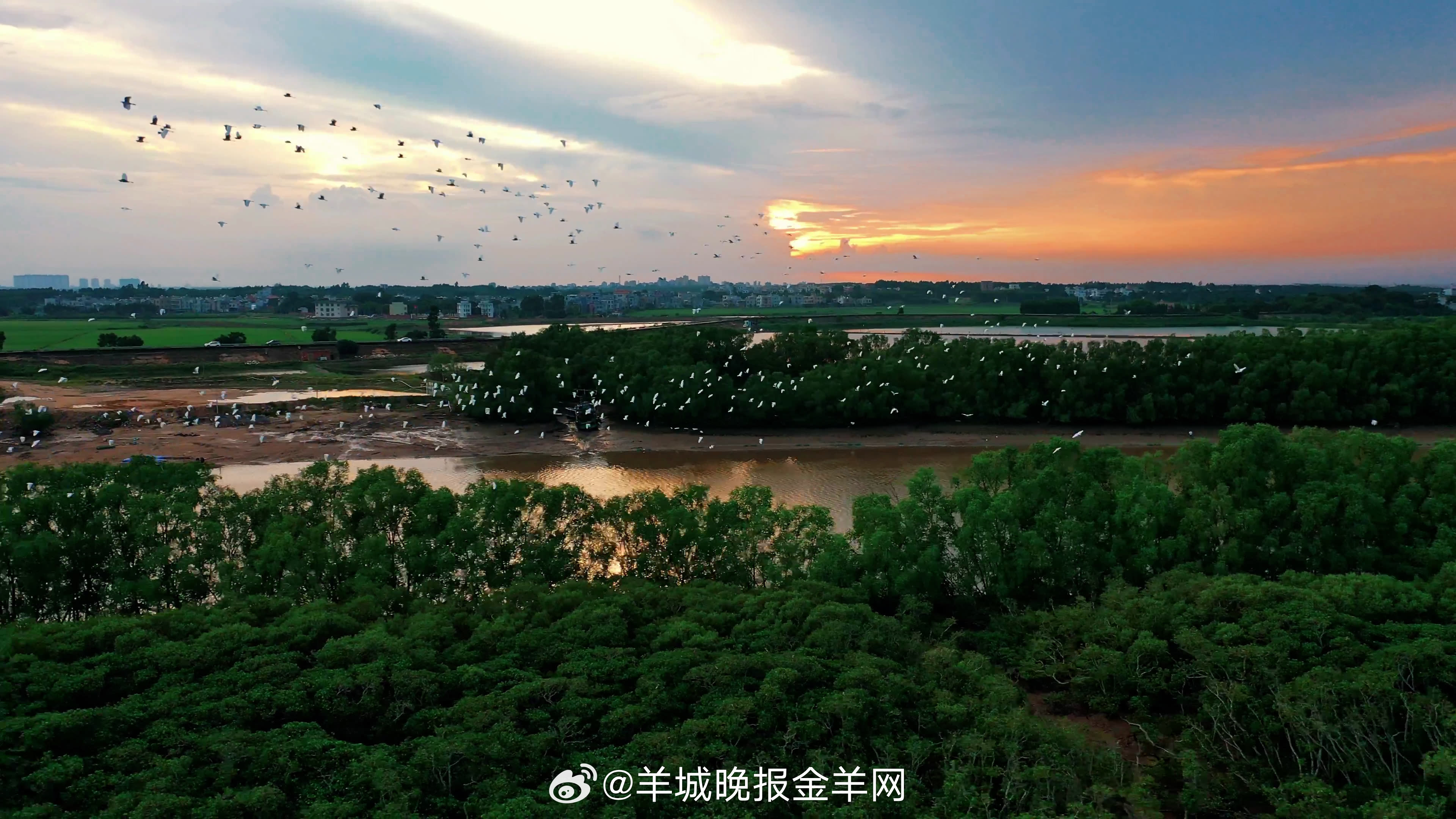 ​[微风]红树披霞枕碧波​​，倦羽归巢，水影婆娑。让余晖吻过的风，裹着鹭鸣陪你入