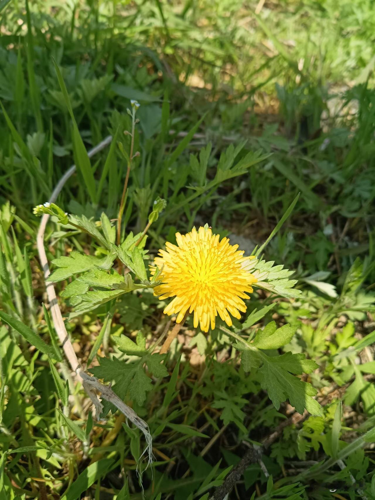 春天的惊喜总在不经意间，随手一拍都是小美好，这些努力绽放的小花，也在悄悄治愈着我
