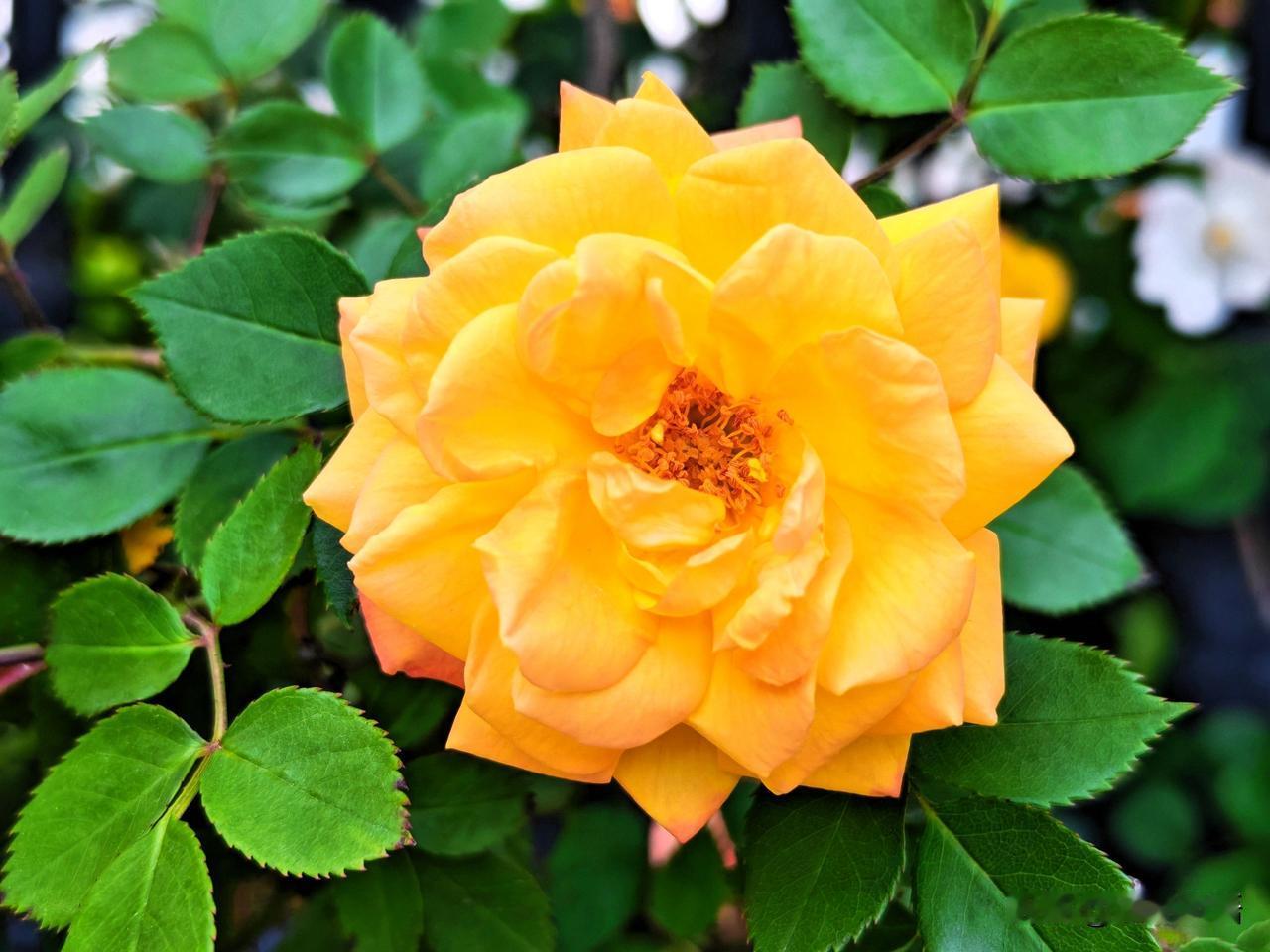 惊艳的黄色月季，绽放出无限生机！🌹💛