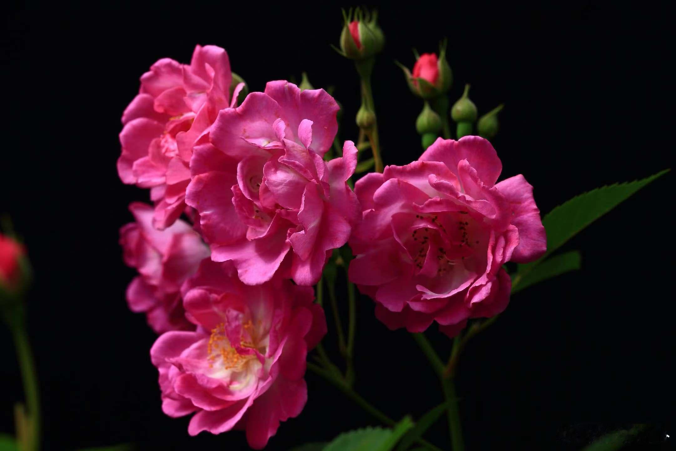 摄影 人间四月，花开满城～～～ 