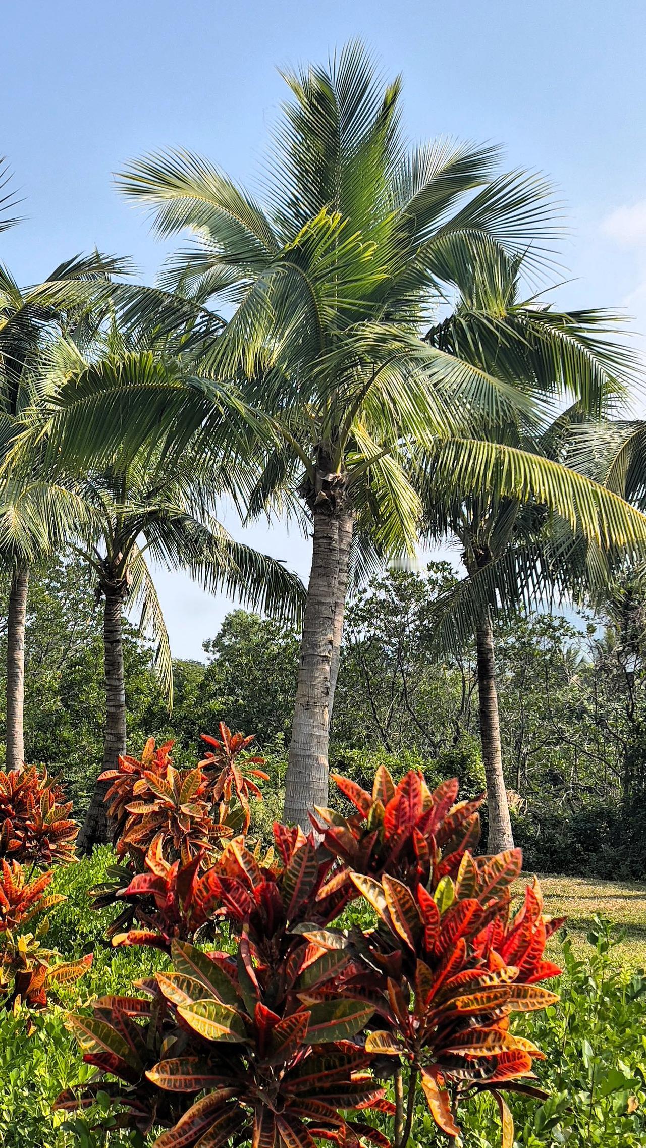 【原创】三亚热带风情园：棕榈树与变叶木交织，形成独特的生态环境，在这里享受热带风