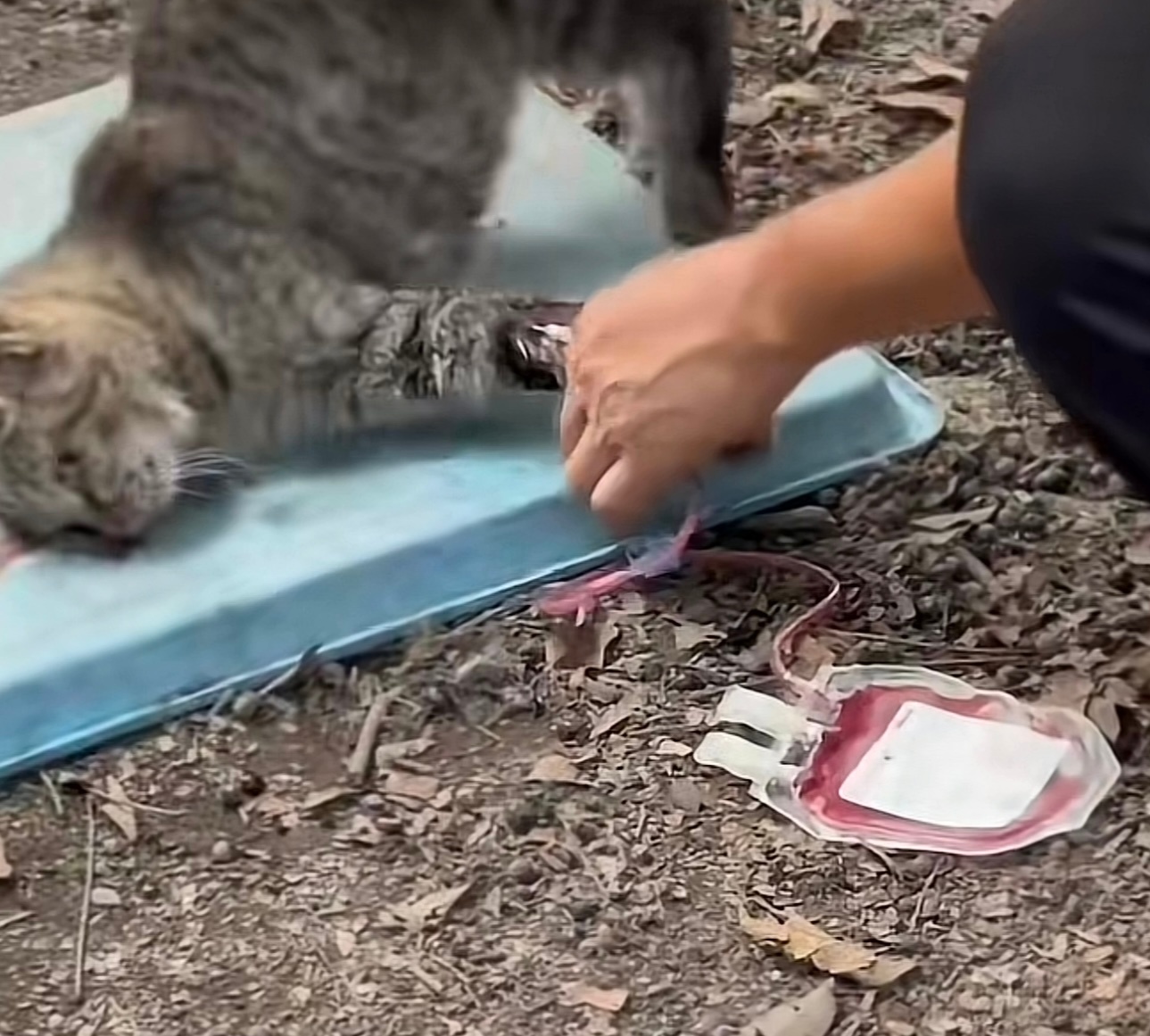动物血库 抽流浪猫血小猫已经失去意识了还被拎起后腿为了能抽出更多血液[衰]这种事