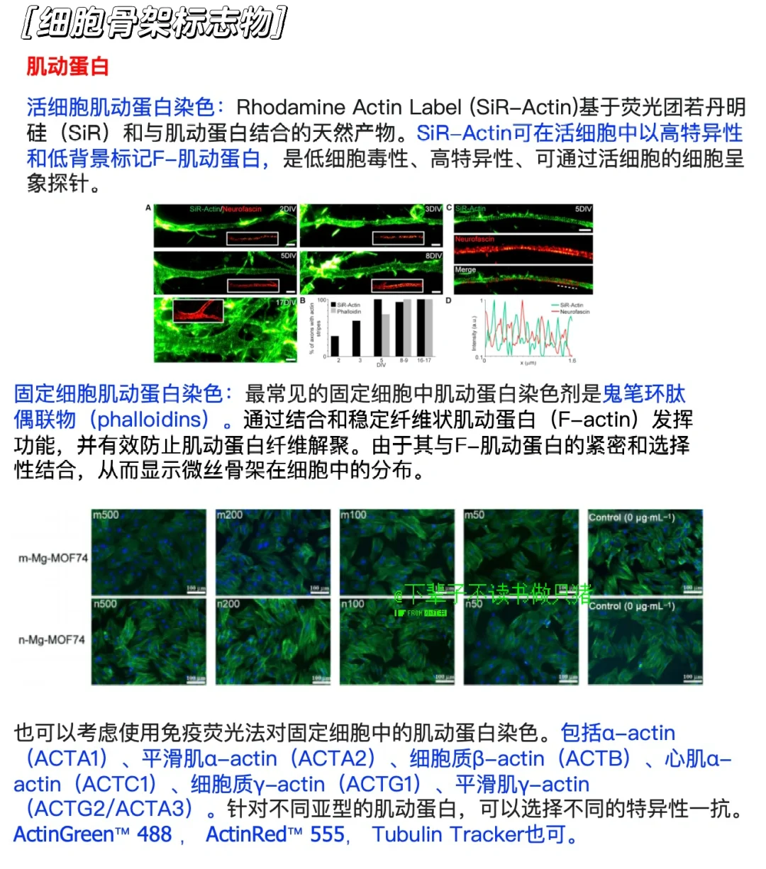 7大亚细胞器｜染色标志物汇总✅❗️