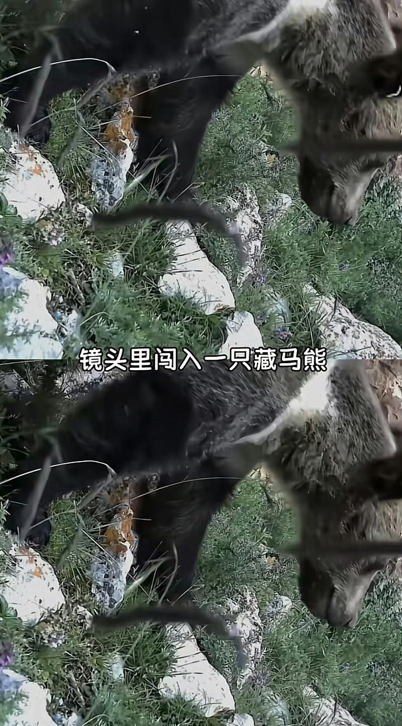 王一博作为野生公益救援大使拍摄的公益纪录片《看见豹之地·寻护者第二季》官宣预告片