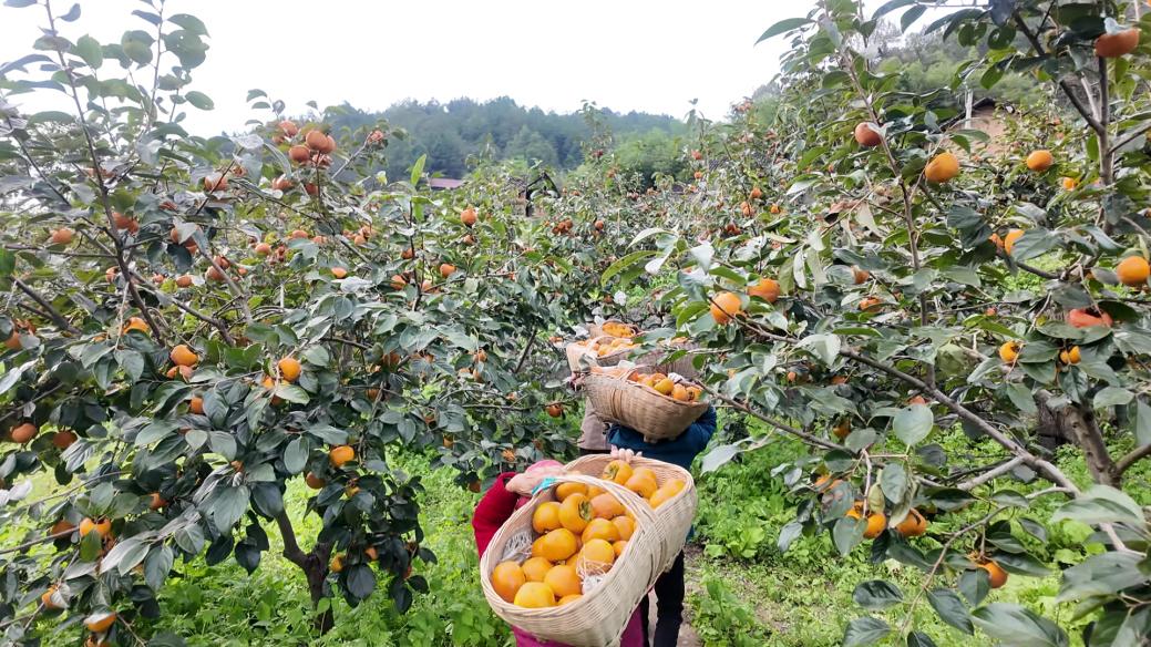 公益助农急寻销路！百鲜果园无差价直销生态苹果柿，3斤仅9元
 
百鲜果园各门店紧