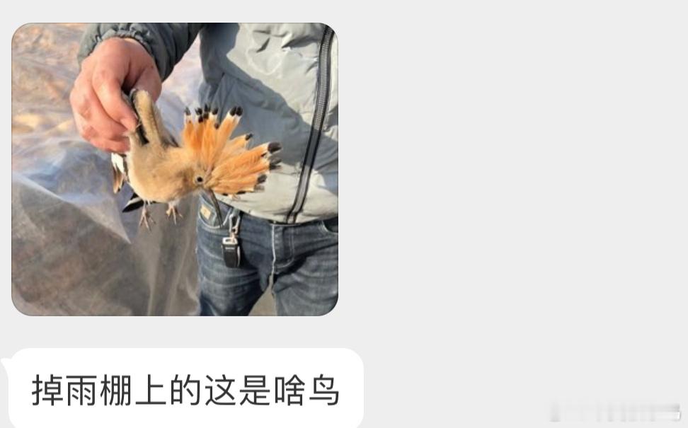 #鸟粉投稿# 是人见人爱的【戴胜】带出去放飞就行了（多洗几次手[开学季] ​​​