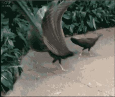 🐑粉和杨超越一样，什么都不做，也有瓜皮凑上来自嗨。