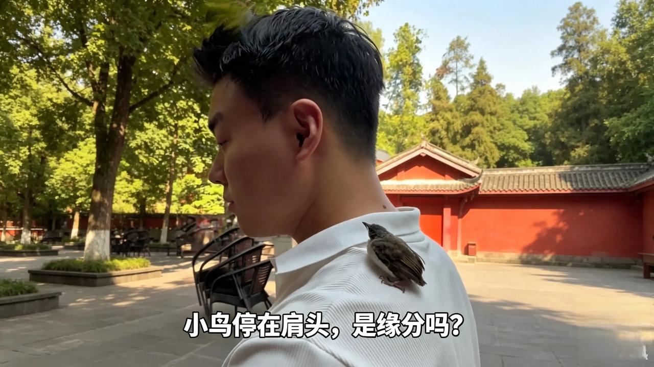 情侣还愿小鸟栖肩，带至野外放生，懂鸟人士称大错特错
情侣还愿时小鸟停在男生肩头，
