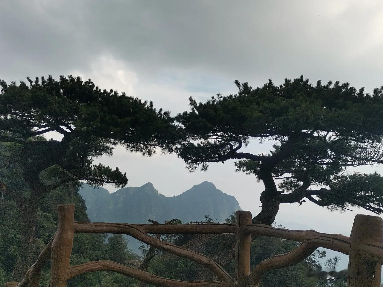 分享一张你手机里的树这个是在广西北帝山景区旅游时拍到的一棵树，感觉这树的美感不比