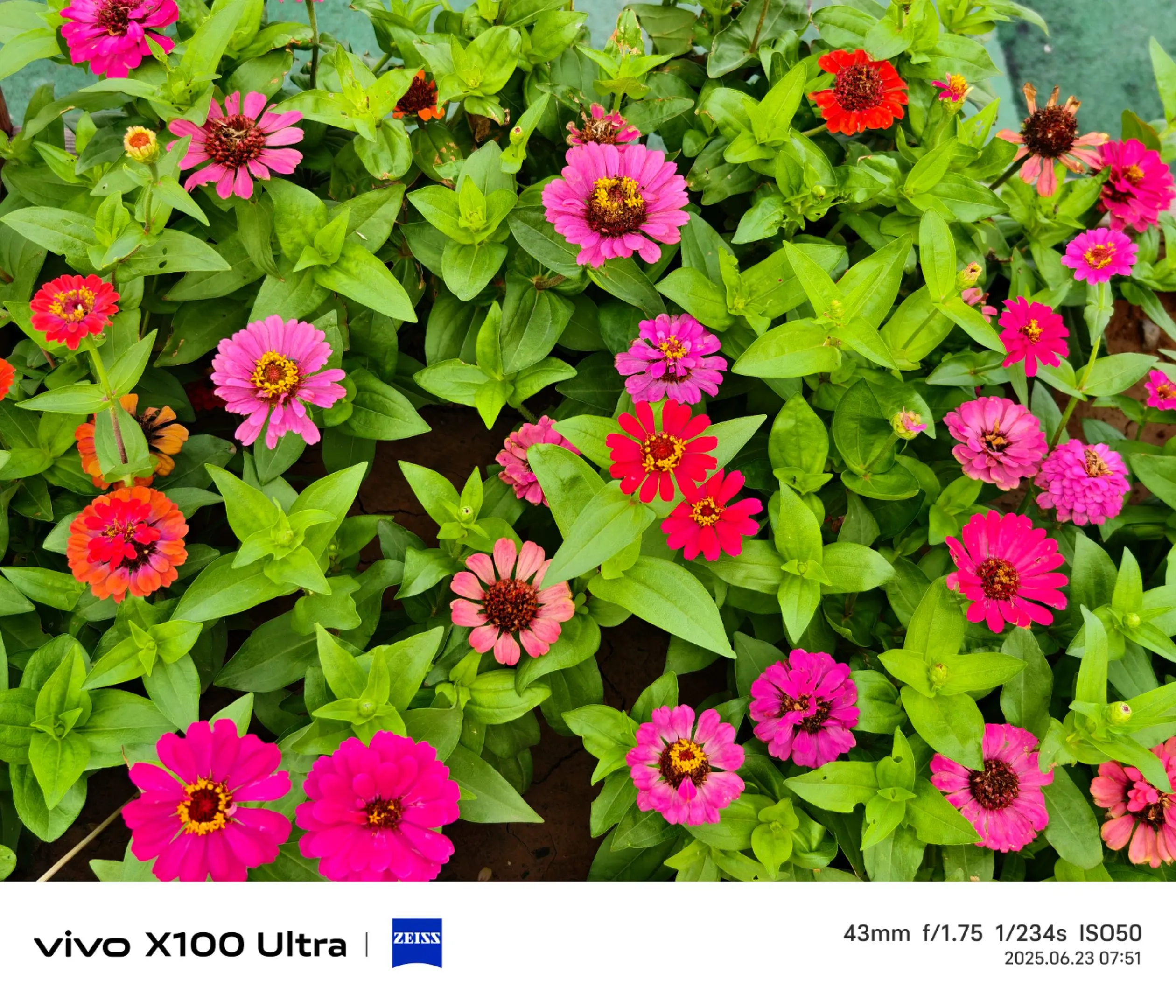 真好看 四季开花