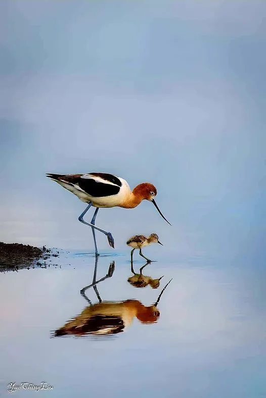 美图欣赏——水面上的神同步