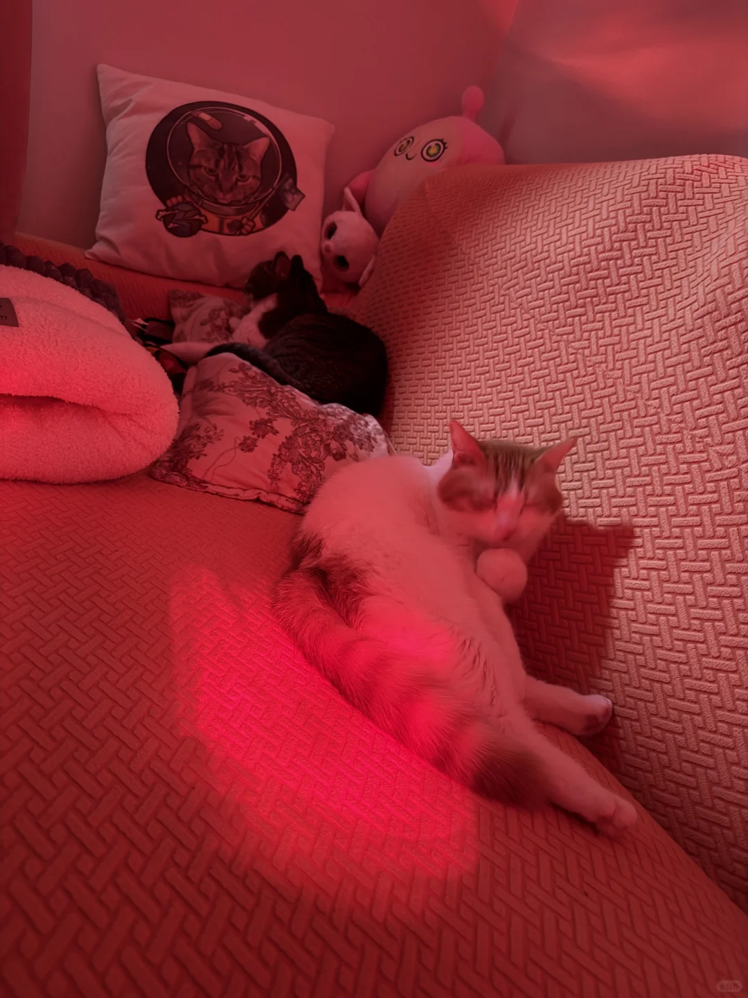 照片里有三只猫 .