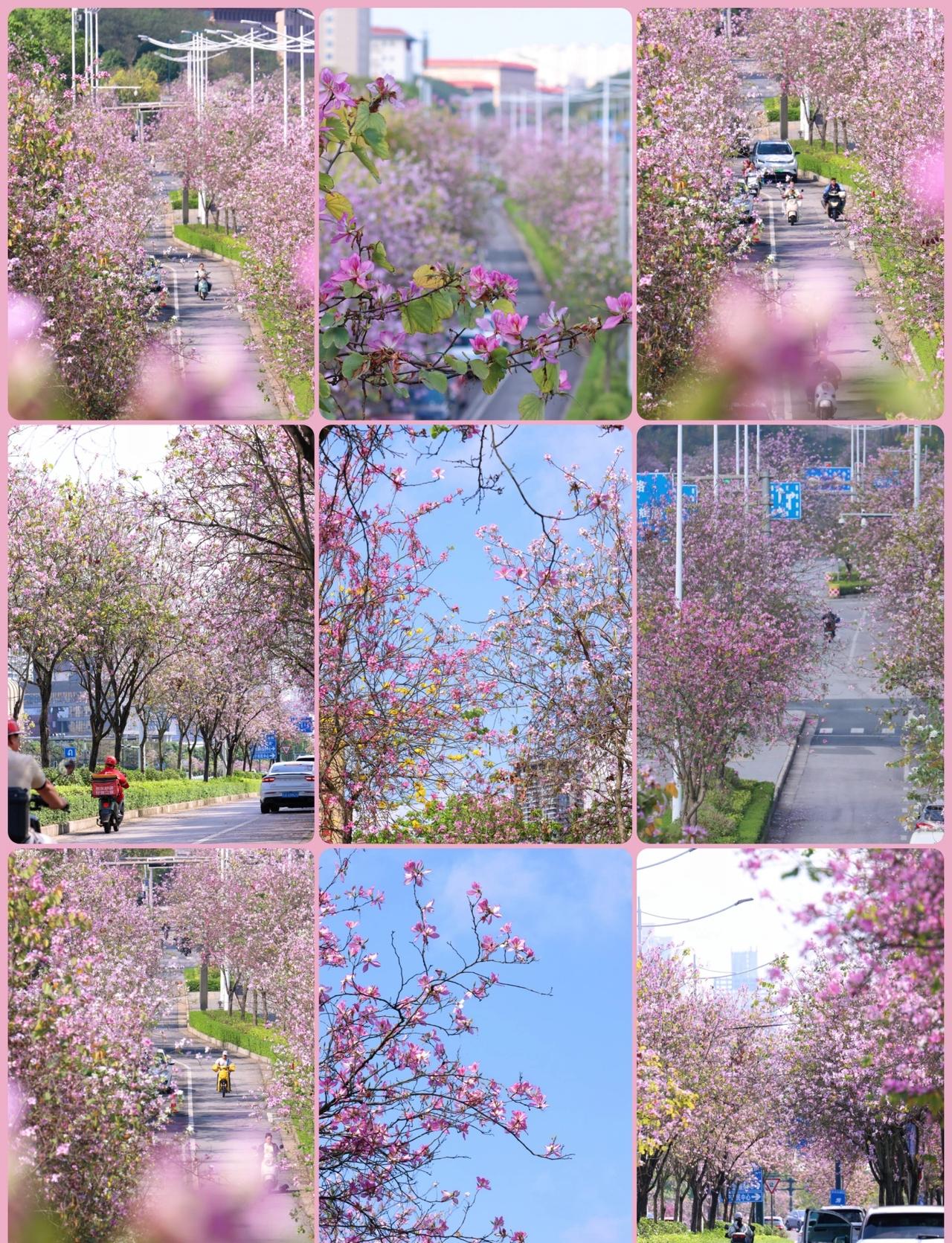 又见紫荆花开
交换春天  一键播放春天  花情实况播报  每天都有值得记录的瞬间