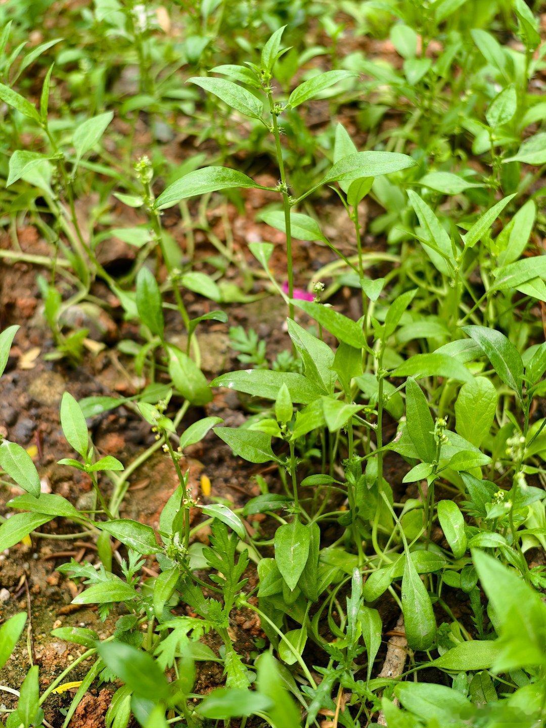 我是不是被骗了？？我记得我买的是菠菜种子啊！这看起来也不像菠菜啊？这是啥菜啊？？