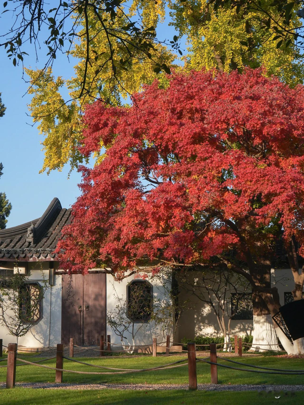 说到赏枫，大家会想到栖霞山和中山植物园
其实最早变红的是莫愁湖水院的这棵鸡爪槭