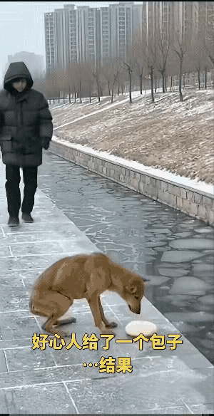 可怜的狗狗饿得瘦骨嶙峋，好心人给了它一个大肉包，狗狗刚吃了一口，男子从后面一脚将