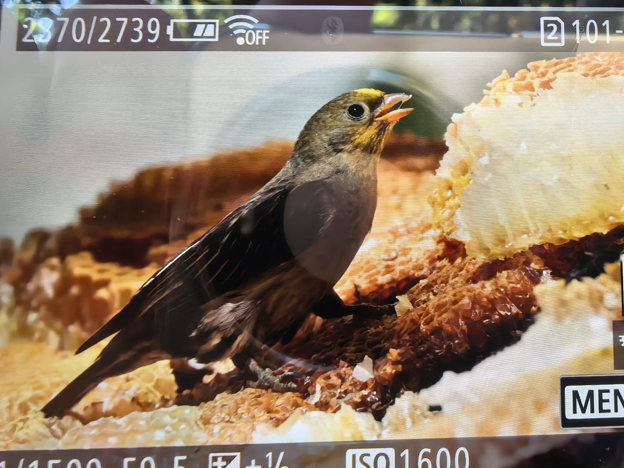 黄腰响蜜䴕拍摄札记！
9日傍晚我与鸟友张老师从百花岭驱车近200公里，傍晚才抵达