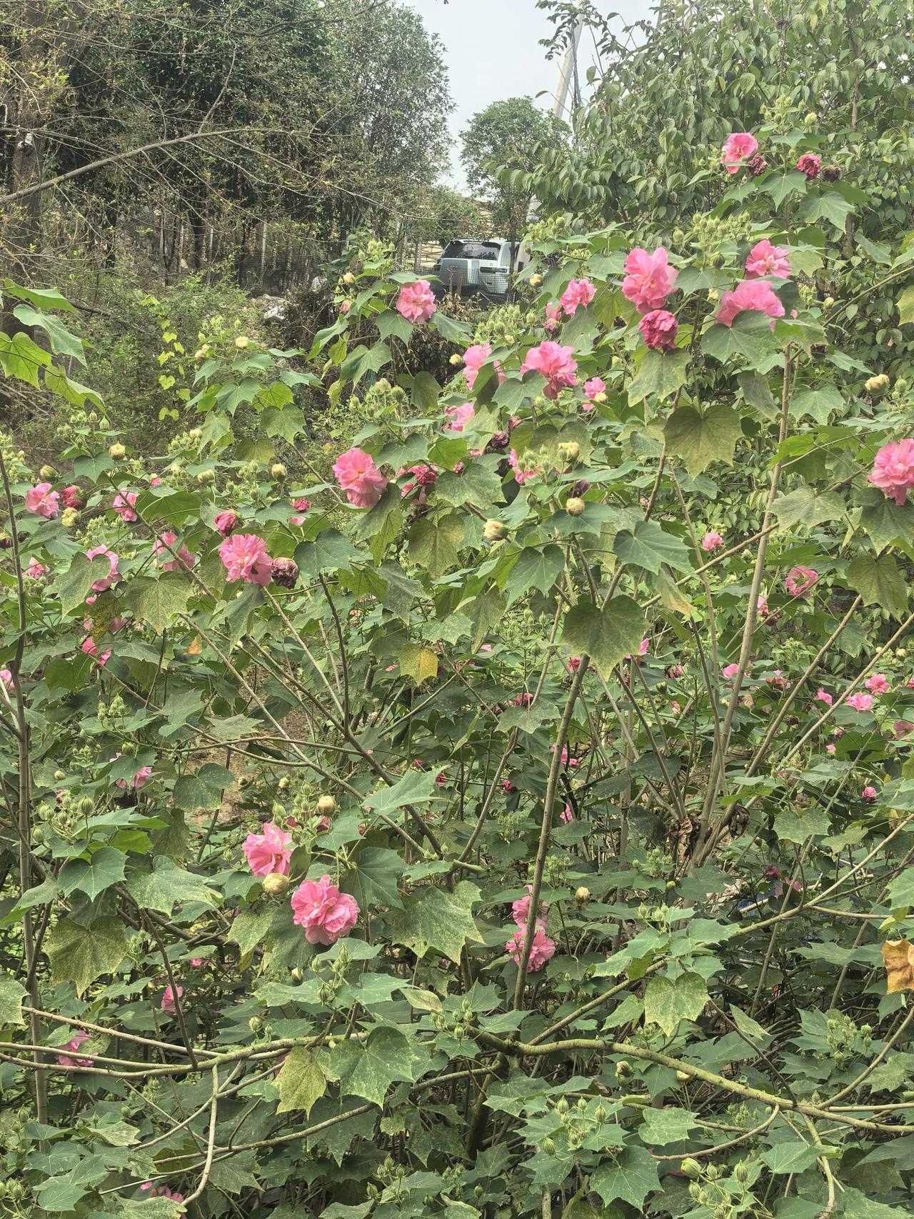没想到一棵芙蓉能开三种颜色的花。