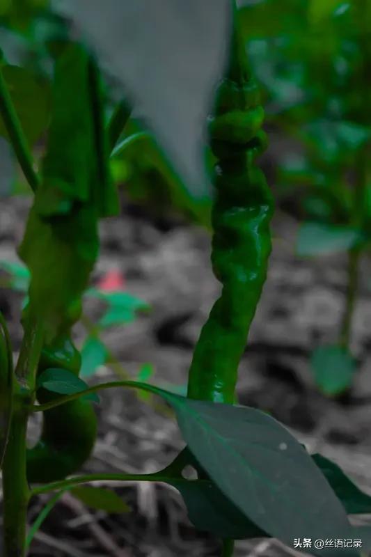 我买了几棵辣椒苗
它们居然成活了
而且
还开了花，挂了果
看着碧绿的螺丝椒
心里