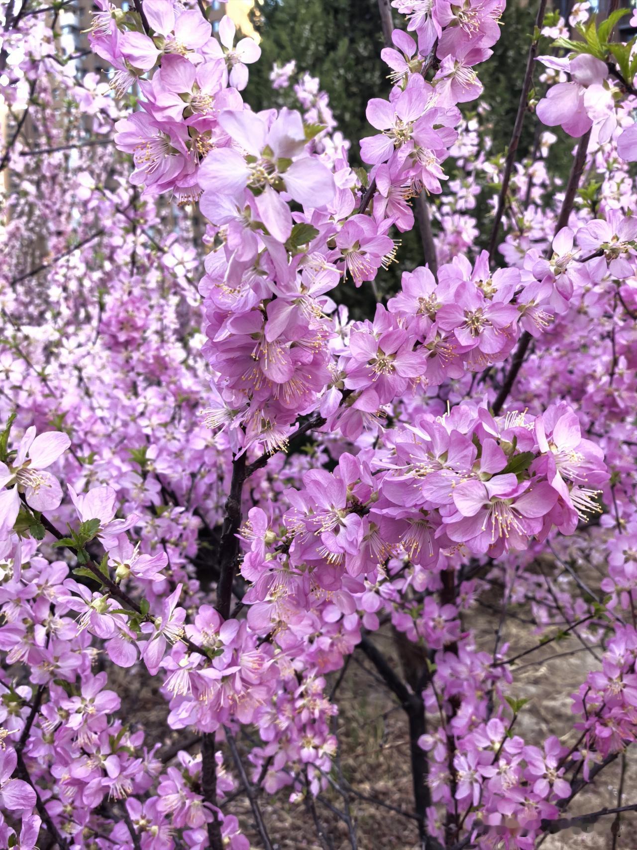 晒图笔记大赛榆叶梅，也叫小桃红，粉韵盈枝，一树繁花，满目春盛，把寻常日子都染成了