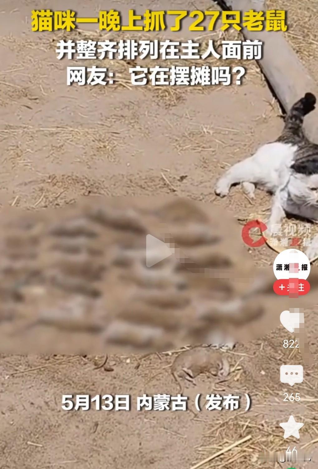 5月13日在网上看到这么一个事，有一只非常厉害的猫，他竟然一个晚上抓了27只老鼠