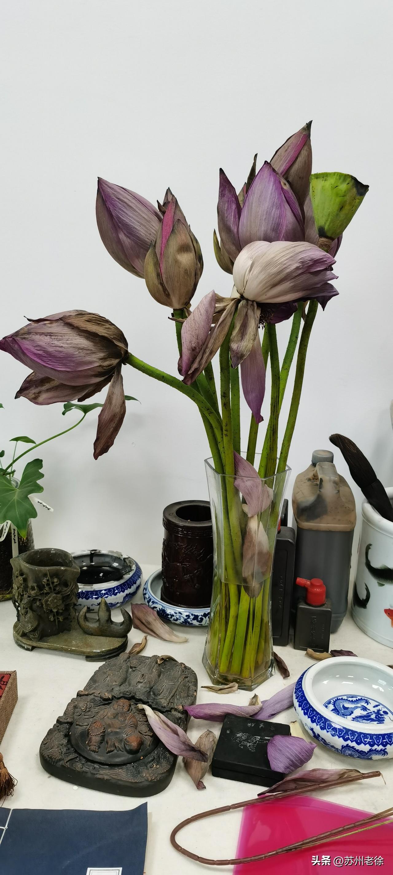 这个荷花是5月18日荷花市集开张第一天买的，到今天不到一个星期，并没有出现我所期