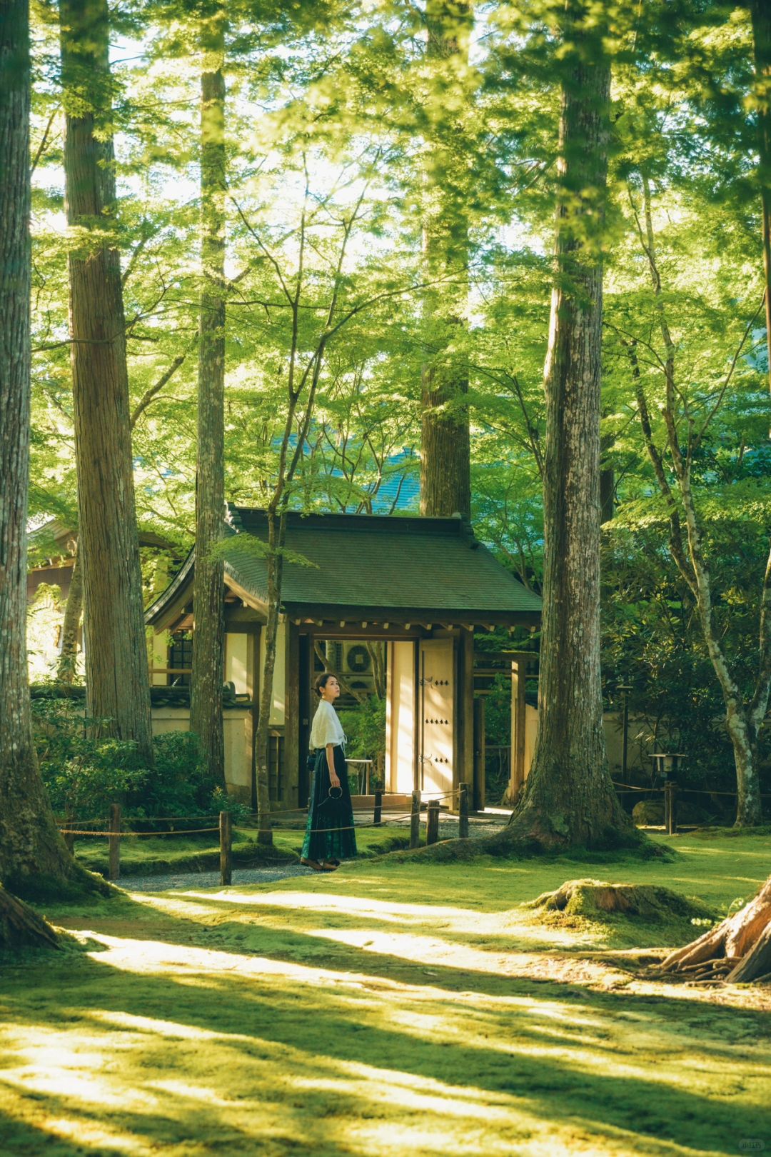 刚从京都回来，三千院🍃的机位看这篇够了！