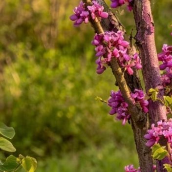 紫荆1. 栽培方式：普通园土、沙壤土均可栽种，耐轻度贫瘠；落叶丛生灌木，根系浅生