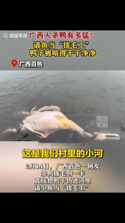 “解释不清了！”广西百色，一男子在河边清理刚杀的鸭子，但杀鸭容易拔毛难，愣是弄了