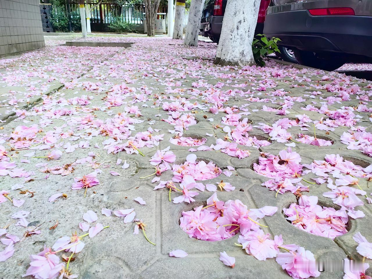 樱花雨的季节又来了 ，樱花花开特别特别的美丽，但是花期特别的短，樱花盛开是一道美