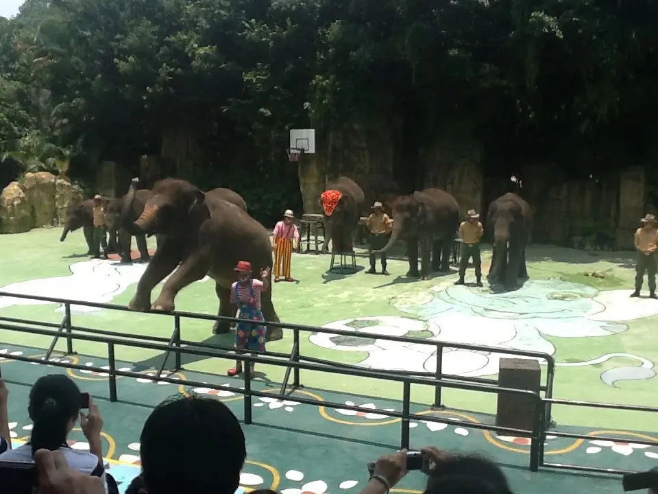 2013年的大象传奇