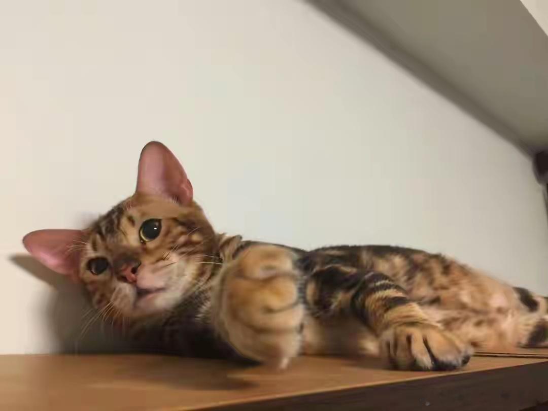 周慧敏发文沉痛悼念陪伴自己多年的爱猫Mike仔离世。她透露，Mike仔的离开比预