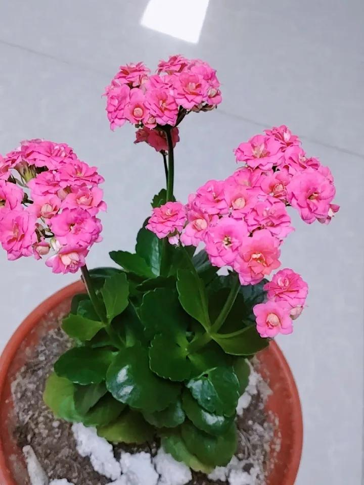 冬日生活打卡季看我家的长寿花开的多美。