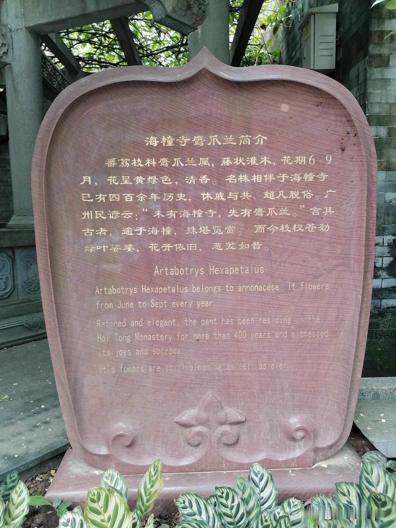 晒图笔记大赛未有海幢寺，先有鹰爪兰。海幢寺的宋莲陆续开花，一时吸引众多爱花之人前
