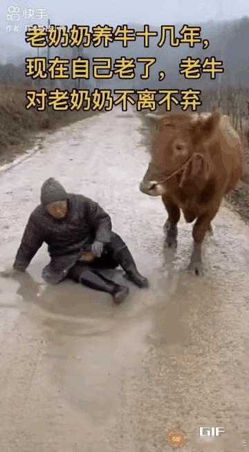 这世间最纯粹的陪伴，果然都藏在无言的守护里！
 
         老奶奶打小牛