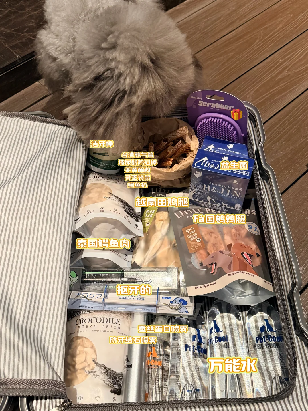 去香港宠物节准备小狗的年货