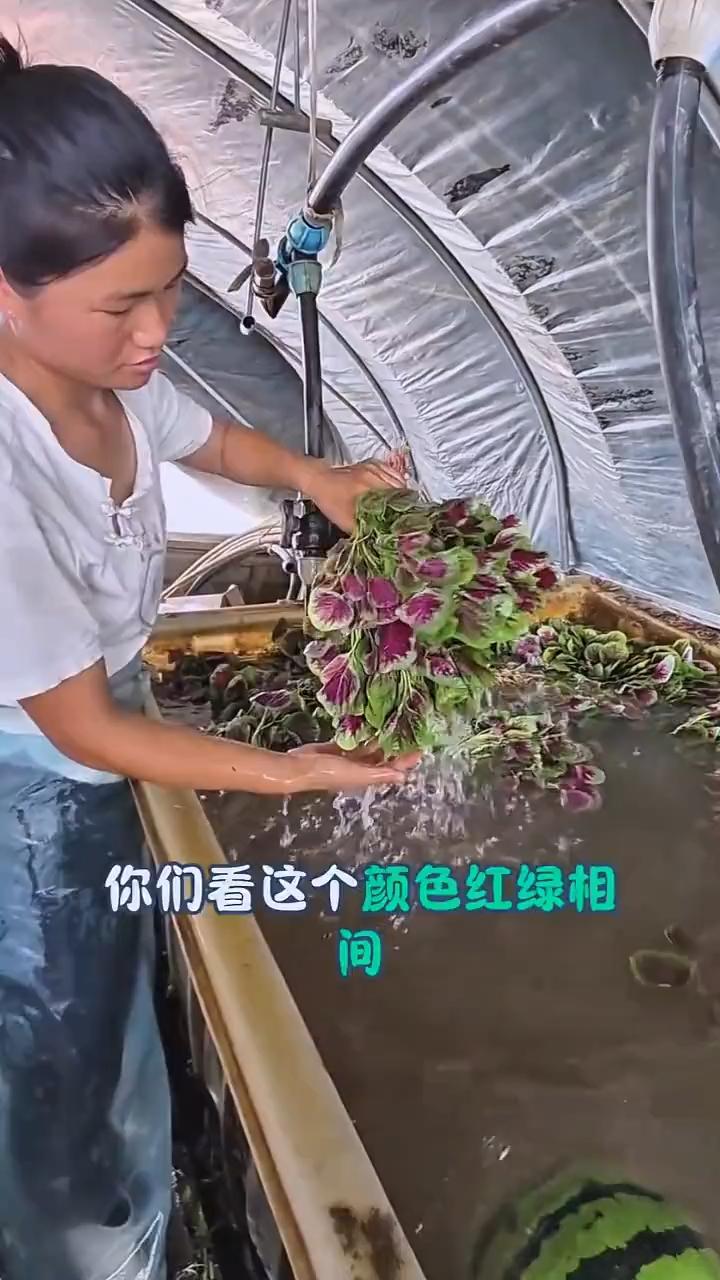 一氧化二氢泡过的销量肯定特别好，因为一氧化二氢洗过的菜很漂亮。看这个颜色，红绿相