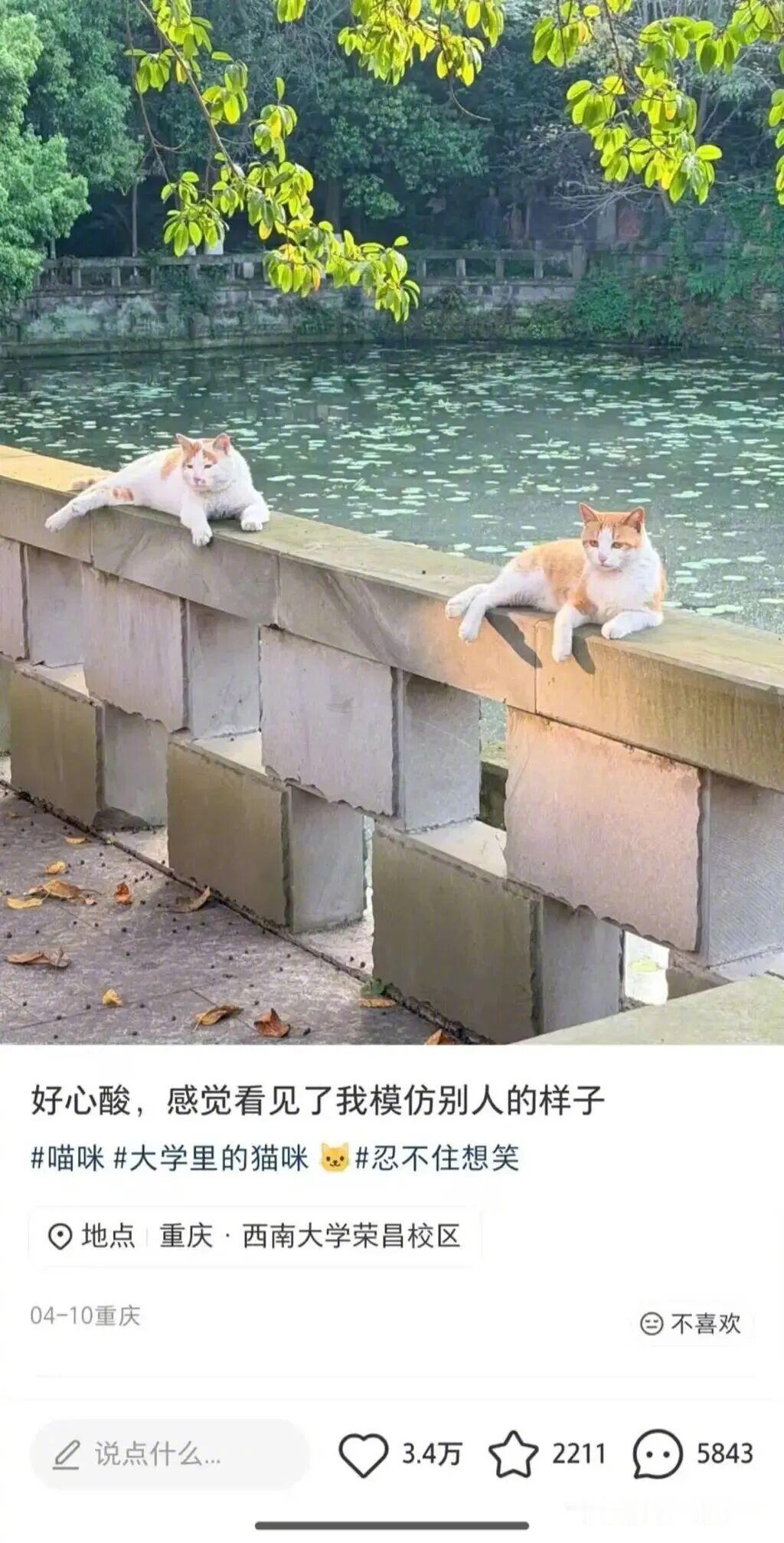东喵效颦