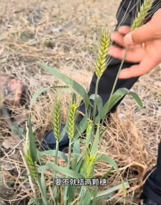 河南一男子发出了冬天小麦结穗的视频，引起了农科院的重视。是啊！这是上帝给人类的礼