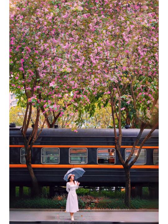 广州‼️0元拍春日里的宫崎骏花海列车‼️