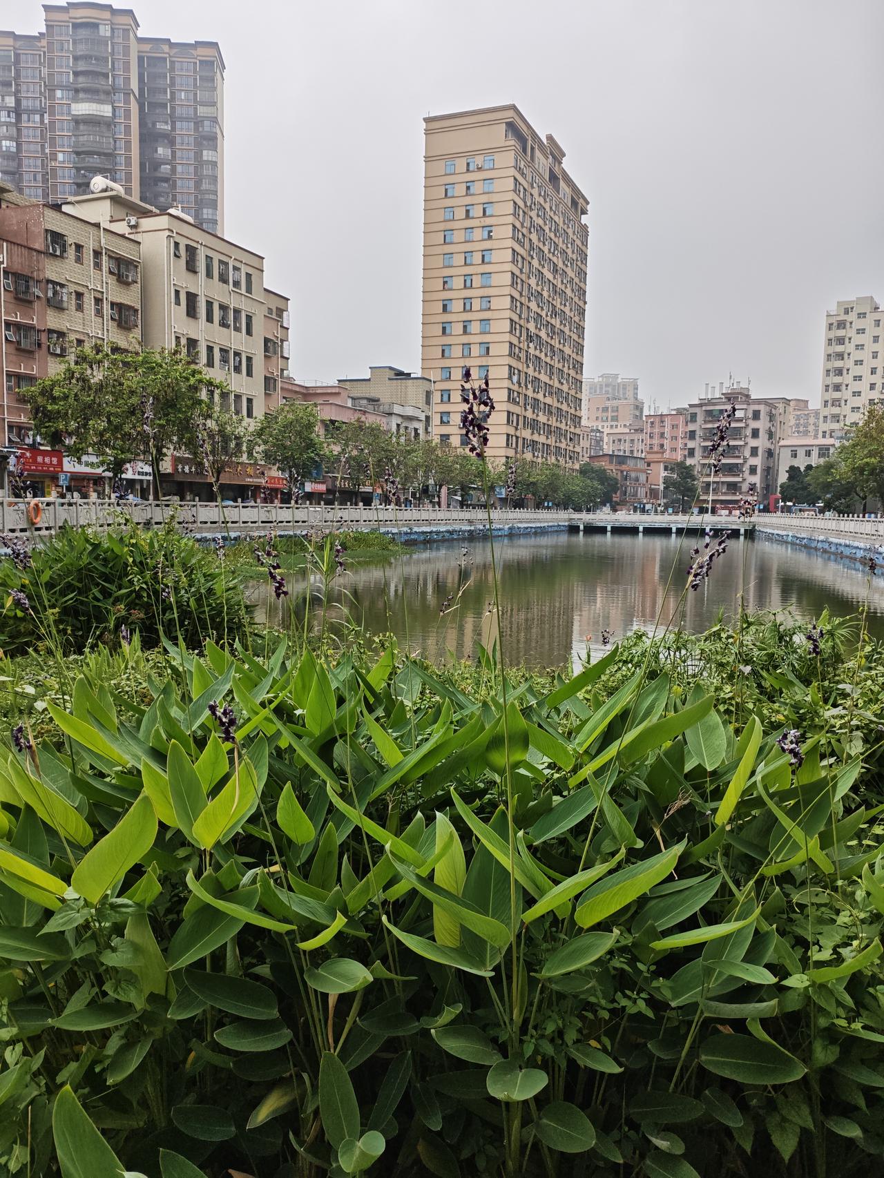 随手拍下初夏美景夏天了，小区公园景观湖里的美人焦又抽蕊开花了！