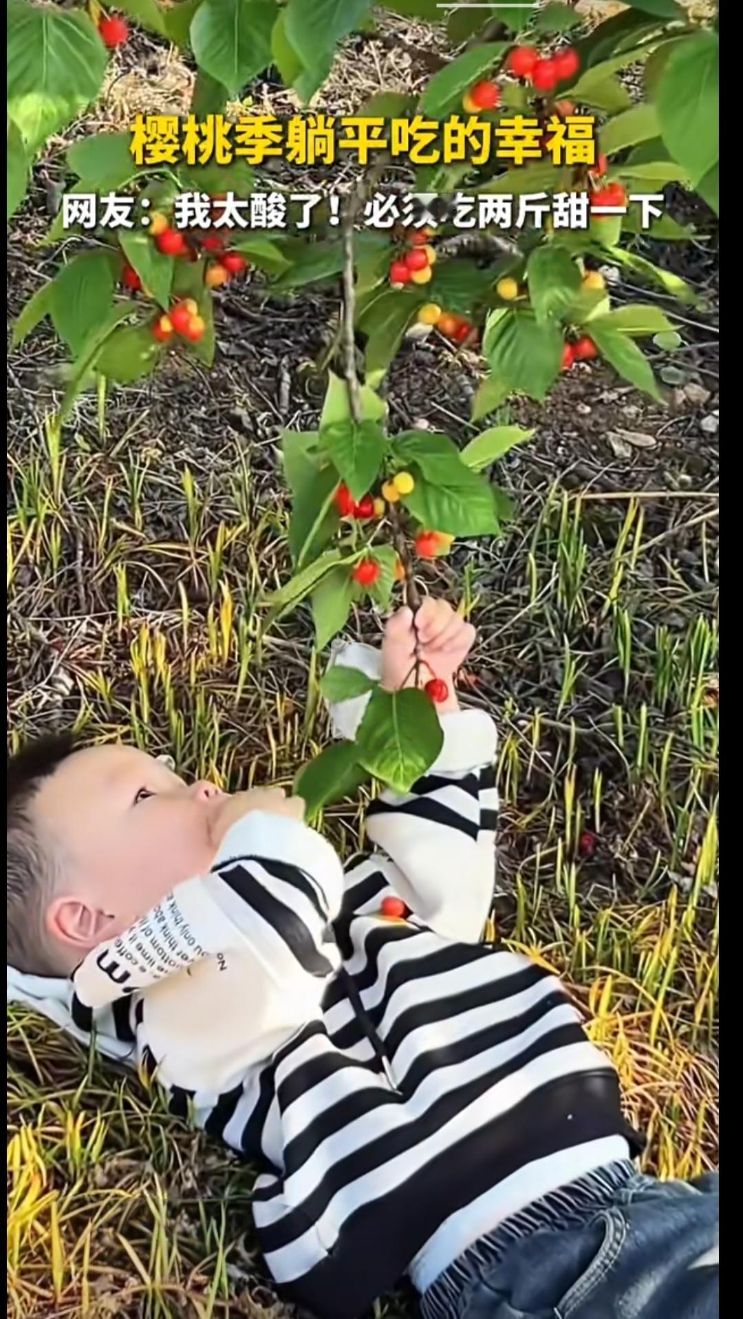 小男孩樱桃树下躺平吃樱桃的视频让网友感叹:春风若有怜花意，可否许我再少年？