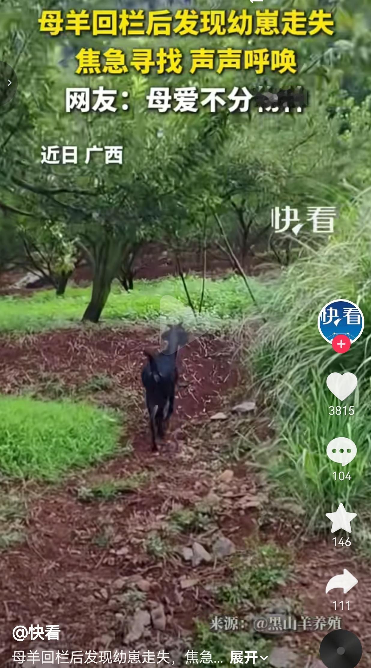 不管是人还是动物，当妈的护娃、找娃的心情，真的一模一样，看得人心里发酸。
 
傍