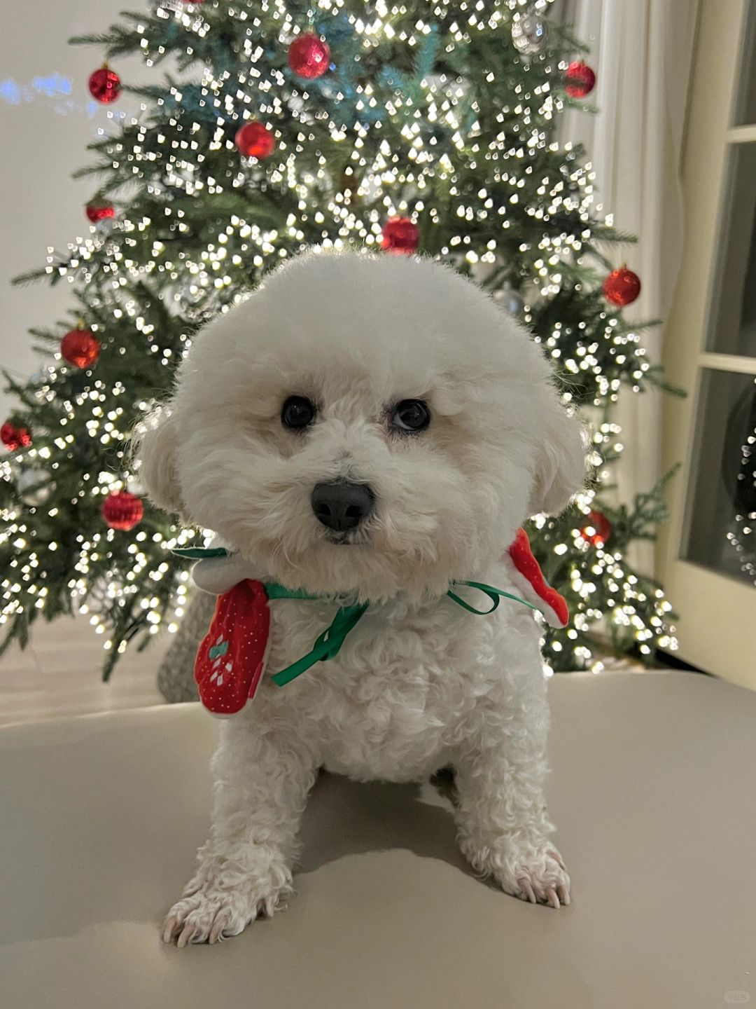 圣诞小狗来啦！Merry Christmas!